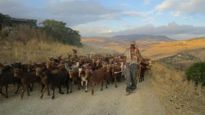 Juanico with goats