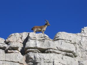 Torcal cabra montesa